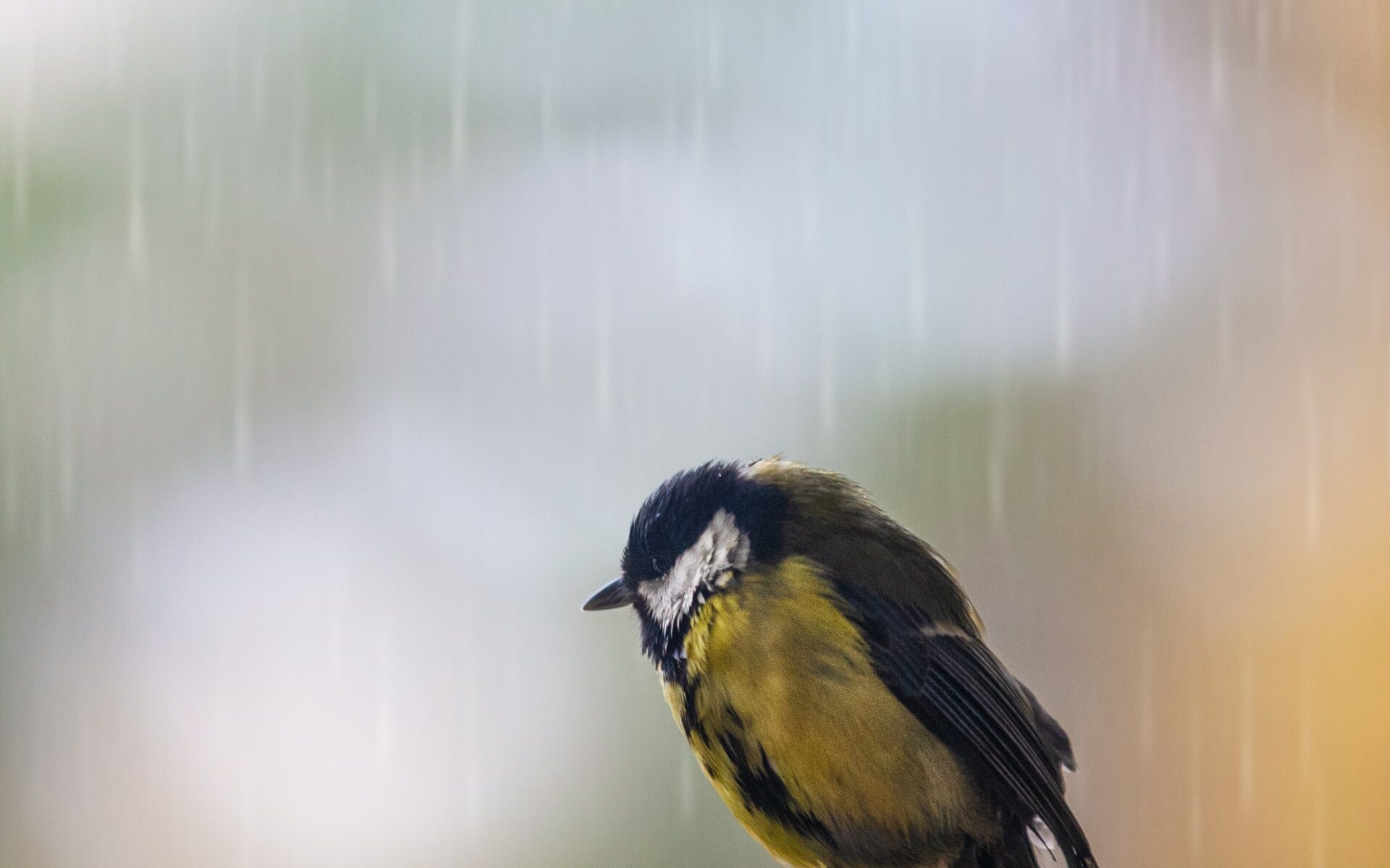 Wet bird in the rain